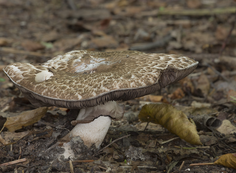 Agaricus langei